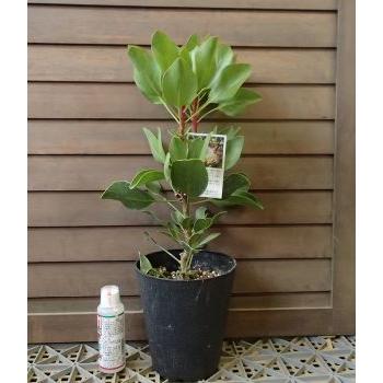キング・プロテア（プロテア・キナロイデス） 6寸鉢植え 苗木 ＊キング 