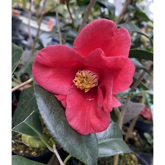 紅佗助（紅侘助）：椿（ツバキ） 5寸ポット植え : 日本花卉ガーデン