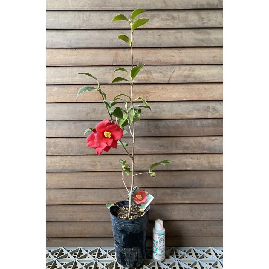 紅佗助（紅侘助）：椿（ツバキ） 5寸ポット植え : 日本花卉ガーデン