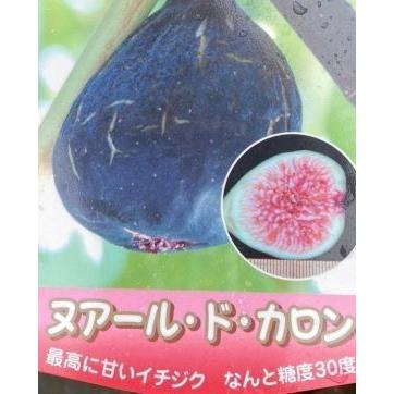 イチジク苗　いちじくの木　ヌアールドカロン（イチジク）：果樹苗　＊お一人様1本でお願いします！