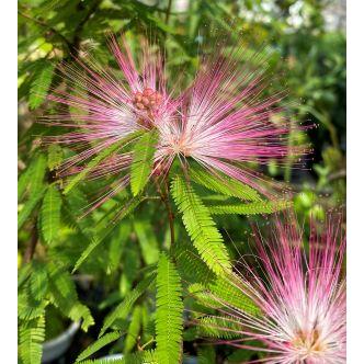 トキワネム：カリアンドラセロイ 5寸鉢植え（ネムノキ） : 日本花卉