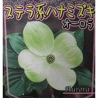 ステラ系ハナミズキ オーロラ : 日本花卉ガーデンセンターYahoo!店