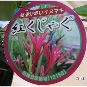 イヌマキ（紅孔雀） : 日本花卉ガーデンセンターYahoo!店 - 通販