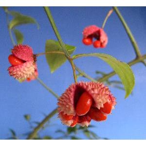 396円 新品本物 アメリカマユミ ツリバナ アメリカーナ イガグリマユミ