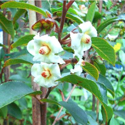 常緑夏椿（トキワナツツバキ）：夏椿（ナツツバキ）トキワシャラ