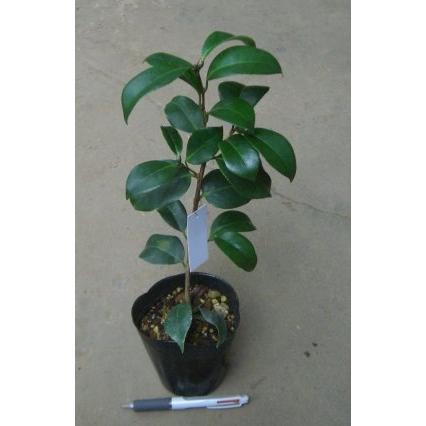 白椿　白玉椿　10本 ツバキ（椿）：白玉 | nae-ya｜herbal tree shop ｜ハーバルツリー