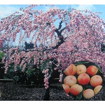 桃の苗木 照手水桃 桃の苗木 照手水蜜桃：果樹苗 テルテスイミツモモ 枝垂れ桃 しだれ桃