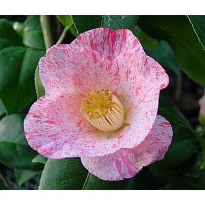 錦の秋：椿（ツバキ） : 日本花卉ガーデンセンターYahoo!店 - 通販