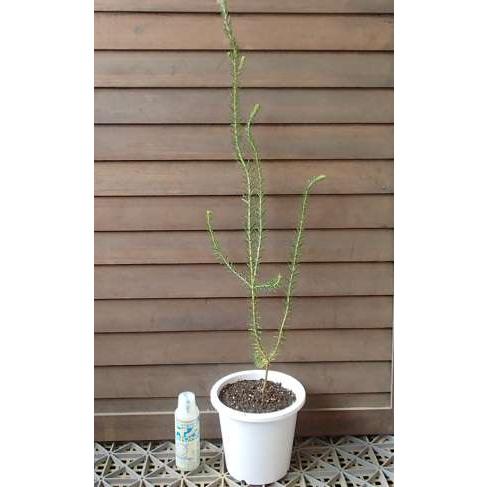 バンクシア　エリシフォーリア（ヒースバンクシア）　５寸鉢植え｜nihonkaki｜02