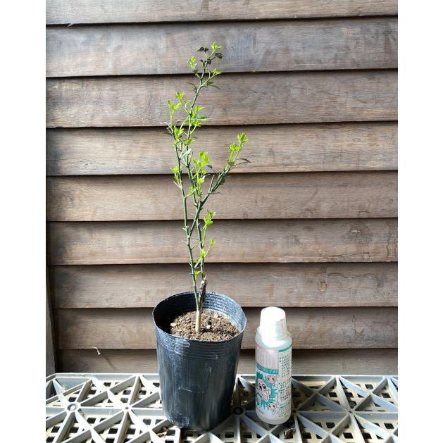 数量限定販売企画！カラタチ台木１００本＋α（枯れ保証分） カラタチ（キコク）：果樹苗 穂木が枯れた、台木のカラタチです