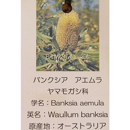 大株！ バンクシア アエムラ （ウォールームバンクシア） 6寸ポット