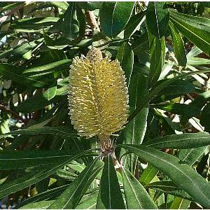 5寸鉢植え バンクシア インテグリフォリア（コーストバンクシア