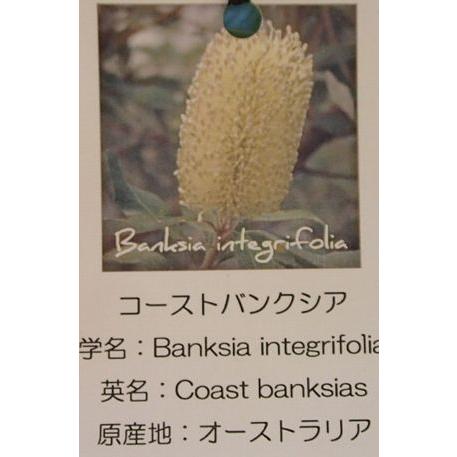 5寸鉢植え バンクシア インテグリフォリア（コーストバンクシア