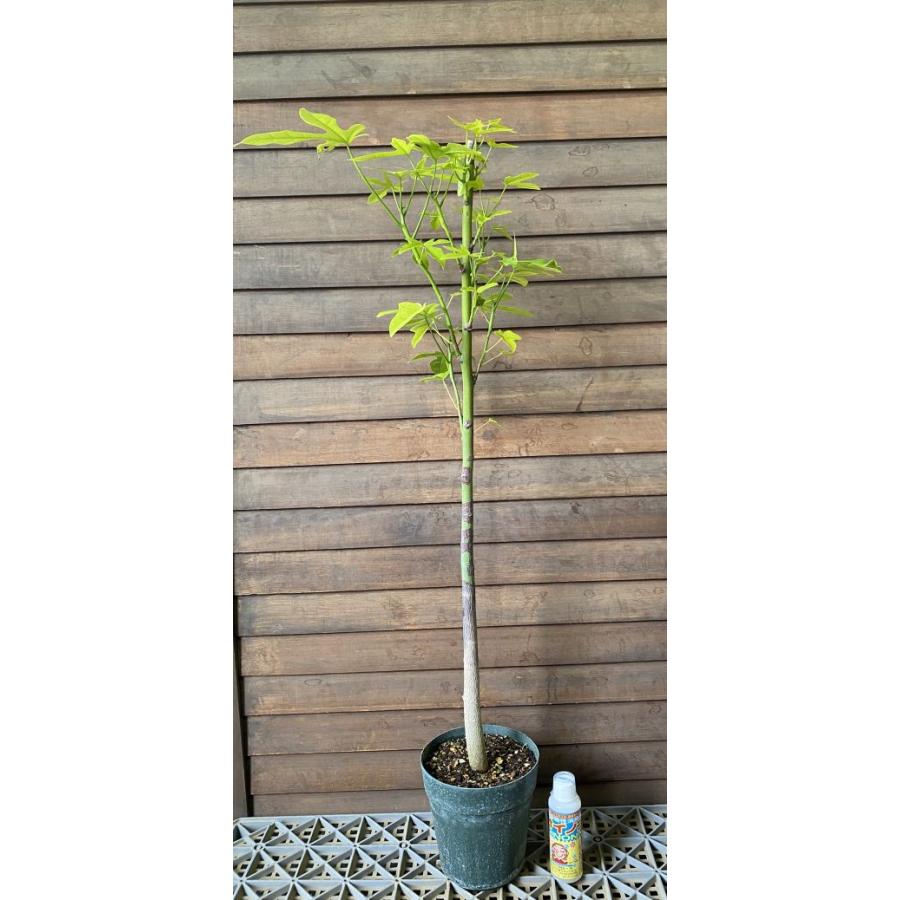 現品 ブラキキトン アセリフォリウス （ゴウシュウアオギリ、豪州青桐
