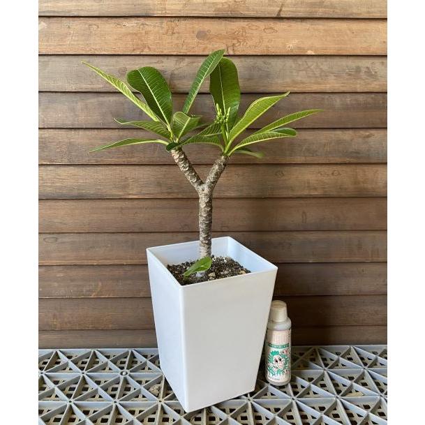 開花中プルメリア シンガポールホワイト 樹高約120cm 10号鉢入り オブツーサ種シンガポールホワイト ハワイの街路樹｜そだレポ