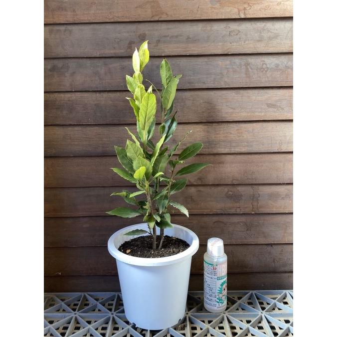 月桂樹 株立ち（5寸鉢植え） : 日本花卉ガーデンセンターYahoo!店