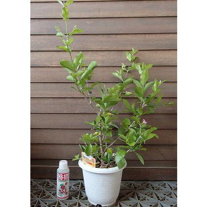アセロラ（5号鉢植え）：熱帯果樹苗 : 日本花卉ガーデンセンターYahoo