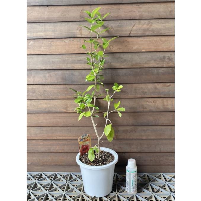 アセロラ（5号鉢植え）：熱帯果樹苗 : 日本花卉ガーデンセンターYahoo