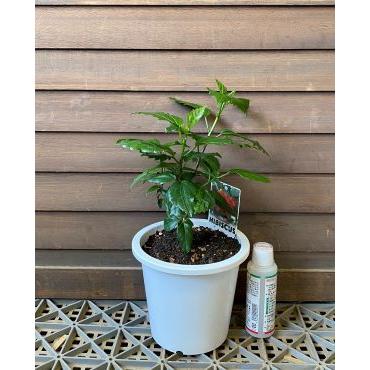 ハイビスカス レッドカーネーション 5寸鉢植え（赤花八重咲き