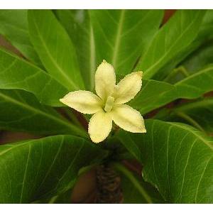 【現品】ブリガミア・インシグニス (アルラ) ハワイアンパーム　5号　AK番 大株】 アルラ（ハワイアンパーム） : 日本花卉ガーデンセンターYahoo