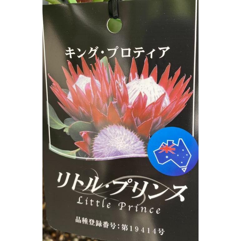 花芽 1芽付 キング プロテア リトルプリンス Z 日本花卉ガーデンセンターyahoo 店 通販 Yahoo ショッピング