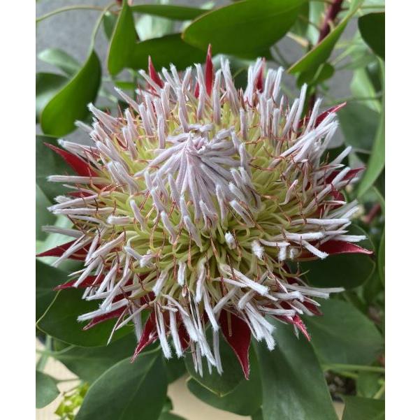 プロテアリトルプリンス 花芽 1芽付！】キング・プロテア（リトルプリンス） 7寸鉢植え＊葉先が