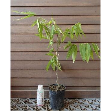 ムクロジ : 日本花卉ガーデンセンターYahoo!店 - 通販 - Yahoo