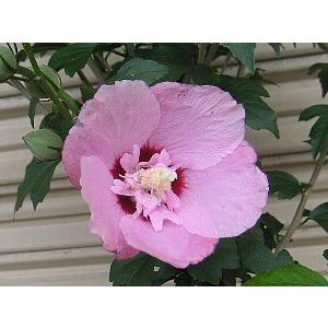 ムクゲ（鳥取花笠） : 日本花卉ガーデンセンターYahoo!店 - 通販