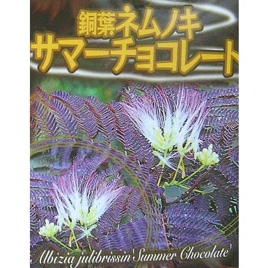 銅葉ネムノキ サマーチョコレート（6寸ポット植え） 樹形は様々です