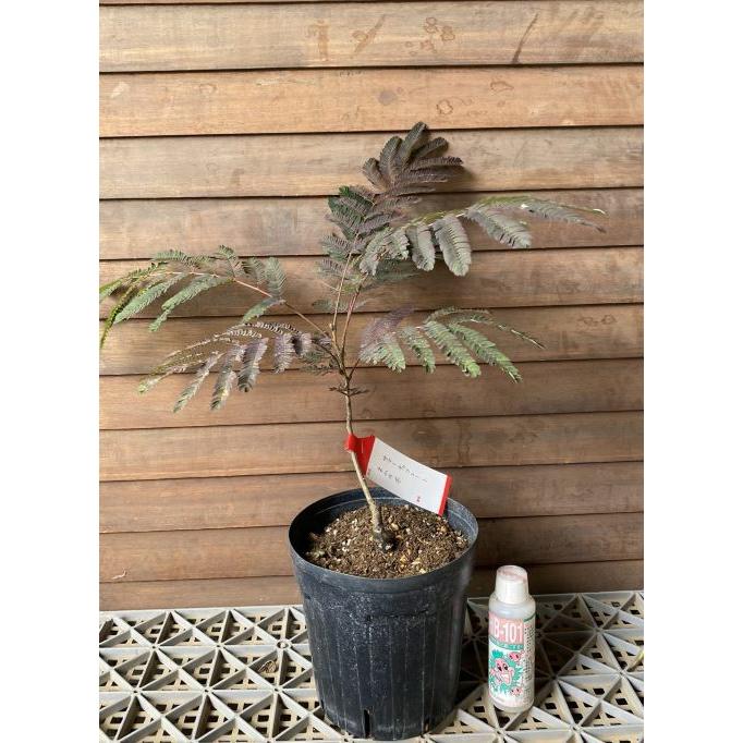 銅葉ネムノキ サマーチョコレート（6寸鉢植え） 樹形は様々です