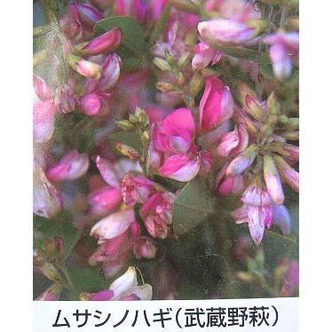 萩 武蔵野萩 5寸鉢植え Z 日本花卉ガーデンセンターyahoo 店 通販 Yahoo ショッピング