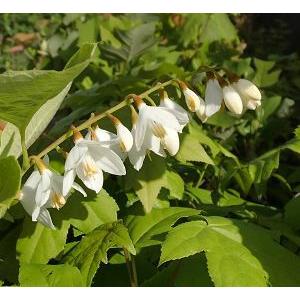 白雲木（ハクウンボク）苗 苗木 ポット植え : 日本花卉ガーデン