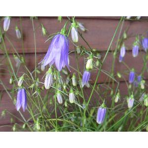 【参考出品】イワシャジン　ノーマル紫花！ イワシャジン（紫花） 鉢植え : 日本花卉ガーデンセンターYahoo