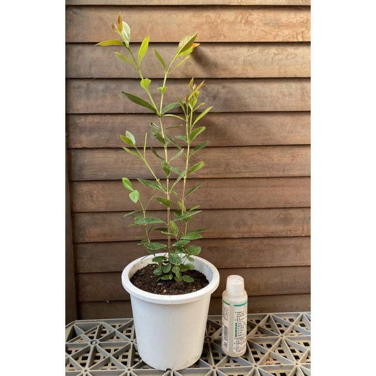 5寸鉢植え イエローストロベリーグアバ：熱帯果樹苗 : 日本花卉