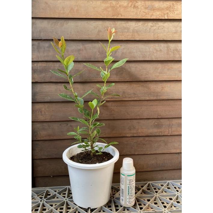 5寸鉢植え イエローストロベリーグアバ：熱帯果樹苗 : 日本花卉