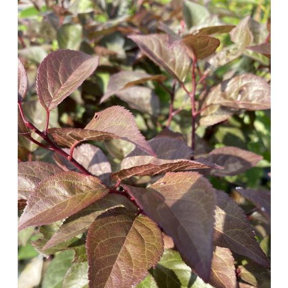 スモモ 苗木 ハリウッド（スモモ、すもも）：果樹苗 紅葉スモモ : 日本