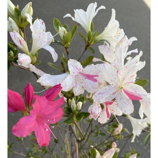 源平ツツジ（咲分けツツジ） 新常夏 久留米ツツジ 7寸鉢植え しんと