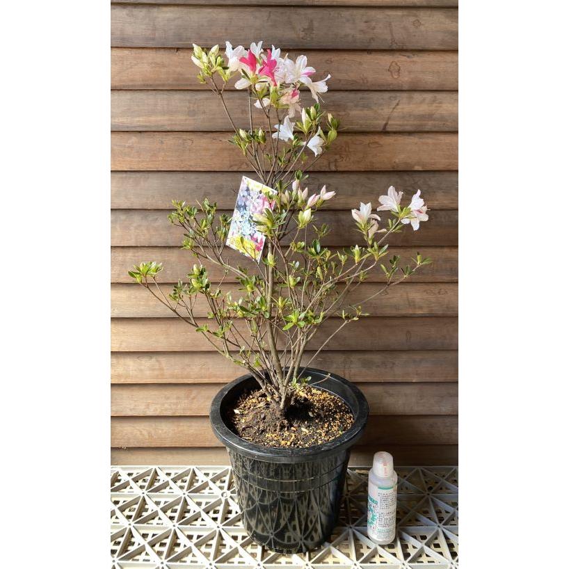 源平ツツジ（咲分けツツジ） 新常夏 久留米ツツジ 7寸鉢植え しんと