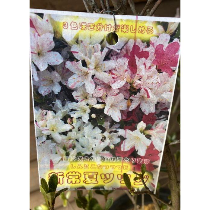 源平ツツジ（咲分けツツジ） 新常夏 久留米ツツジ 7寸鉢植え しんと