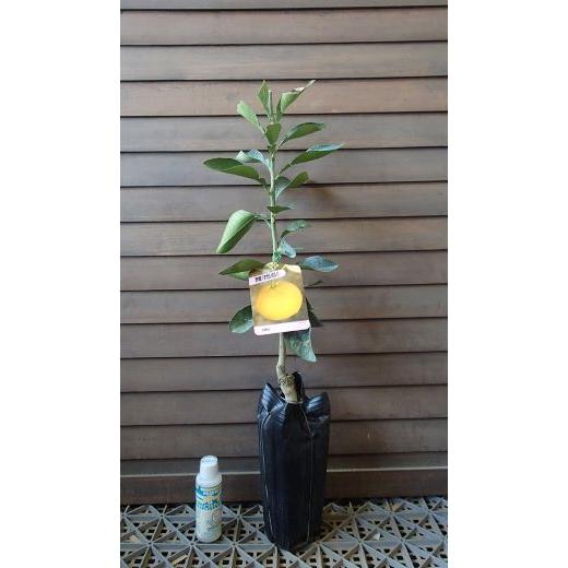 ダイダイ（酢橙 スダイダイ）：果樹苗 柑橘苗 苗木 接木 苗 みかん