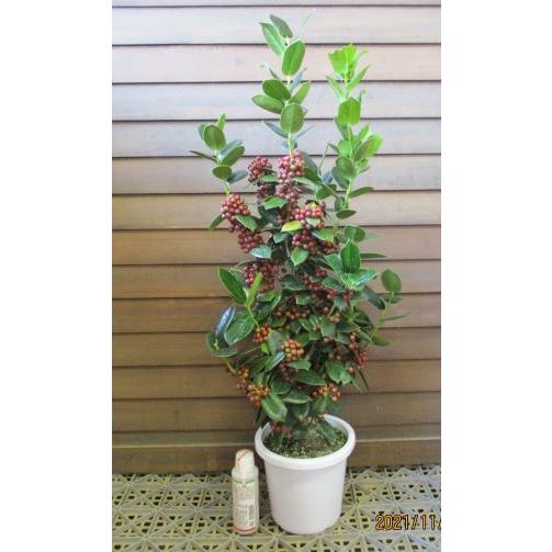 クリスマスホーリー 5寸鉢植え : 日本花卉ガーデンセンターYahoo!店