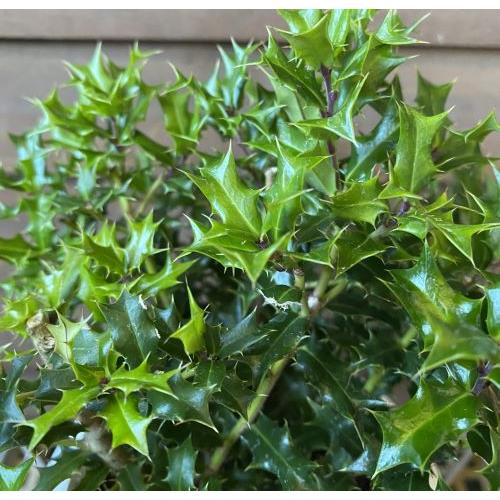 ヒメヒイラギ（アマミヒイラギ） 4寸鉢植え : 日本花卉ガーデン