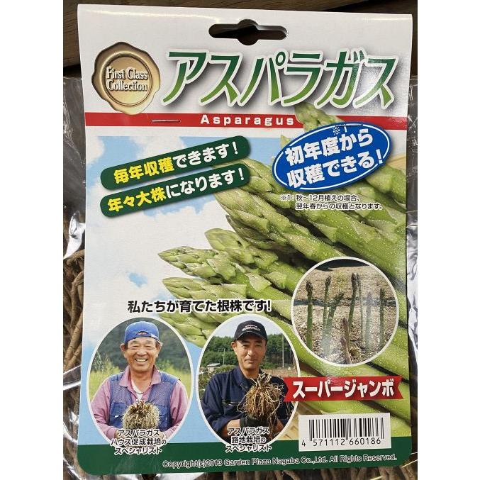 緑アスパラガス苗 プロ仕様LL株（スーパージャンボ） ウェルカム