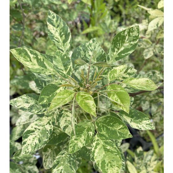 斑入り葉萩（ハギ） 苗 苗木 ポット植え : 日本花卉ガーデンセンター