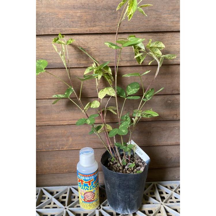 斑入り葉萩（ハギ） 苗 苗木 ポット植え : 日本花卉ガーデンセンター