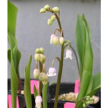 桃色スズラン(ピンクスズラン） （すずらんポット植え） ドイツ