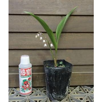 桃色スズラン(ピンクスズラン） （すずらんポット植え） ドイツ