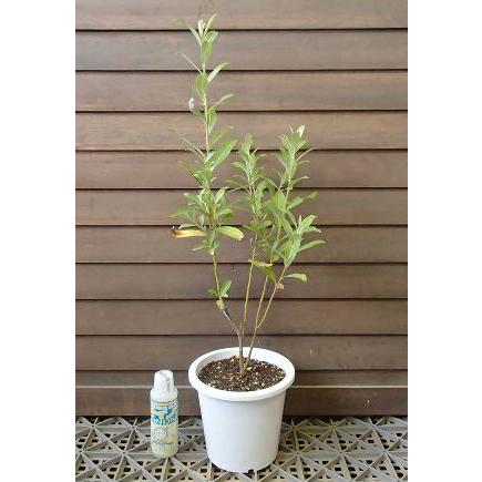 ピンクネコヤナギ 5寸鉢植え : 日本花卉ガーデンセンターYahoo!店