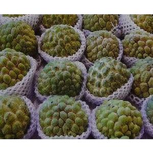 アテモヤ 接ぎ木苗（13.5センチポット植え）：熱帯果樹苗 : 日本花卉