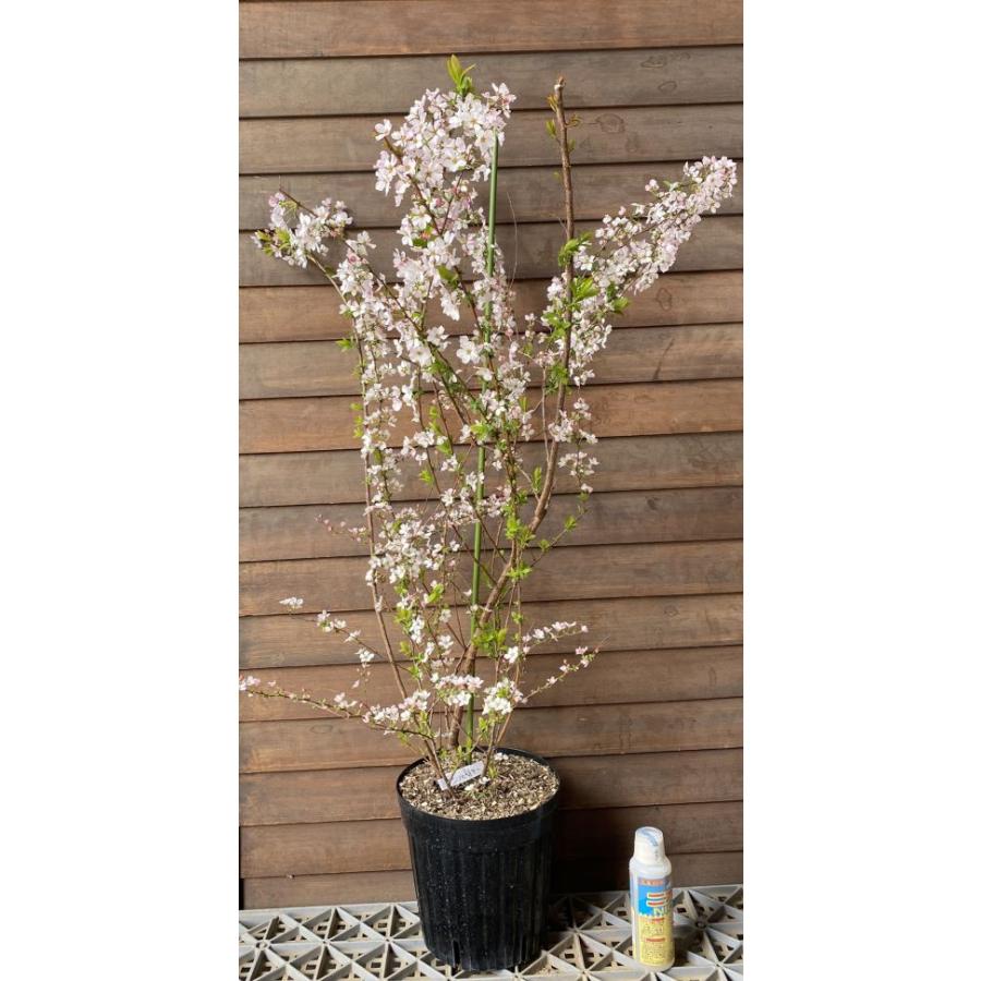 ピンクユキヤナギ（ピンク雪柳）フジノピンキー 6寸鉢植え 苗 苗木